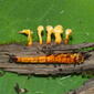 Ophiocordyceps corallomyces